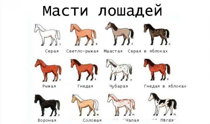 Гнедые лошади: фото, происхождение, окрас, разновидности, масти