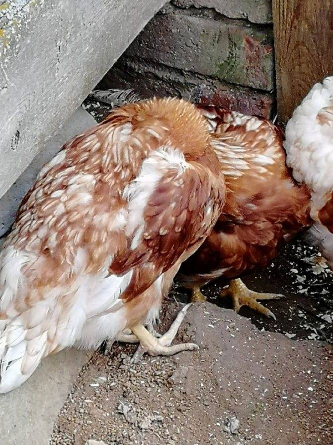 Потеря активности курицы — не ест, не пьет, сидит нахохлившись