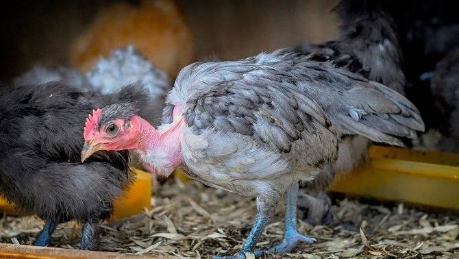 Голошейная порода кур (голошейка): фото, описание и характеристика породы