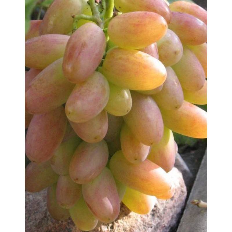 Тонкости выращивания винограда юбилей новочеркасска: советы начинающим