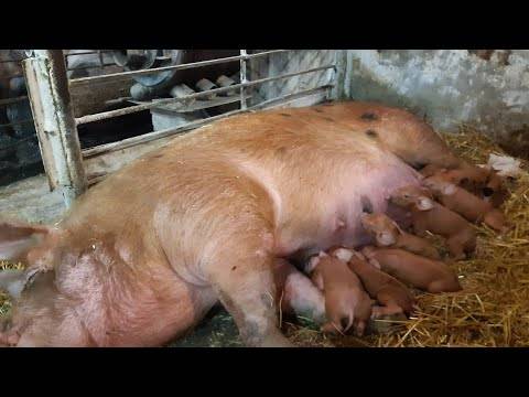 Рационы ремонтных свинок и свиноматок