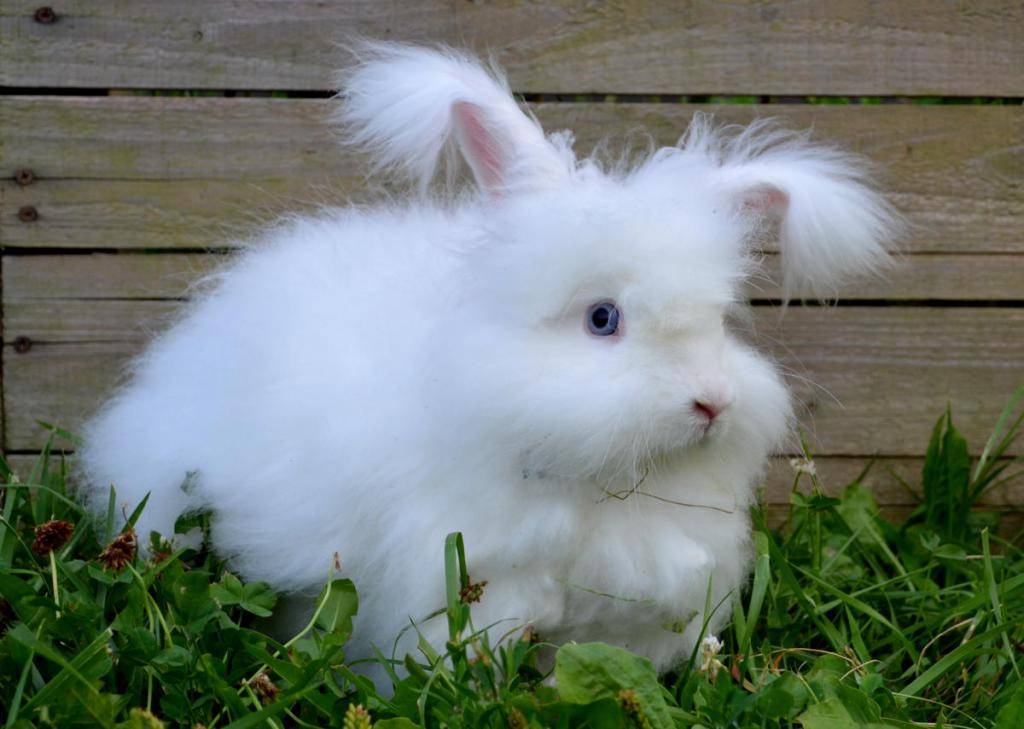 Что надо знать об ангорских кроликах