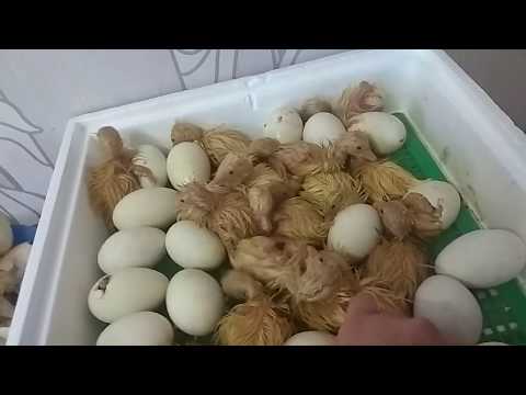 Инкубация гусиных яиц: режимы, графики, таблицы, сроки и основные ошибки при выращивании гусей