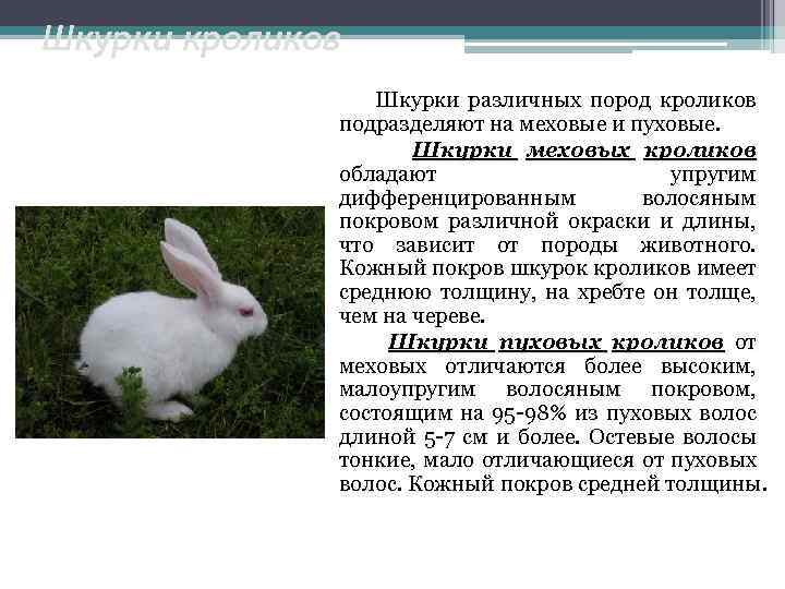 Скрещивание кроликов разных пород: виды, выбор породы, особенности  — vkmp