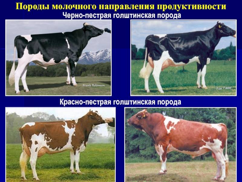 Голштинская красно пестрая порода коров