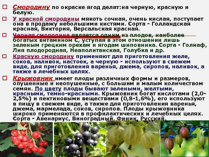 Почему осыпаются ягоды у смородины - уход, профилактика заболеваний и советы по сохранению урожая (80 фото)
