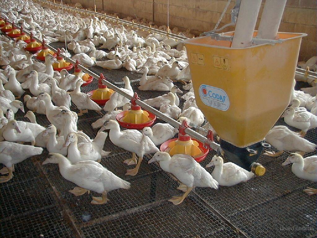 Выгодно или нет разведение гусей как бизнес: план гусиной фермы и с чего его начать, выращивание на мясо в домашних условиях и рентабельность гусеводства