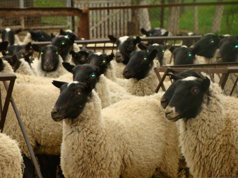 Особенности разведения овец для начинающих: подготовка, уход в домашних условиях, советы