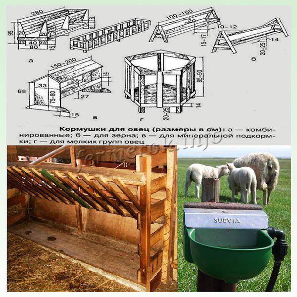Как правильно построить помещение для содержания овец: выбор участка, расчёт площади