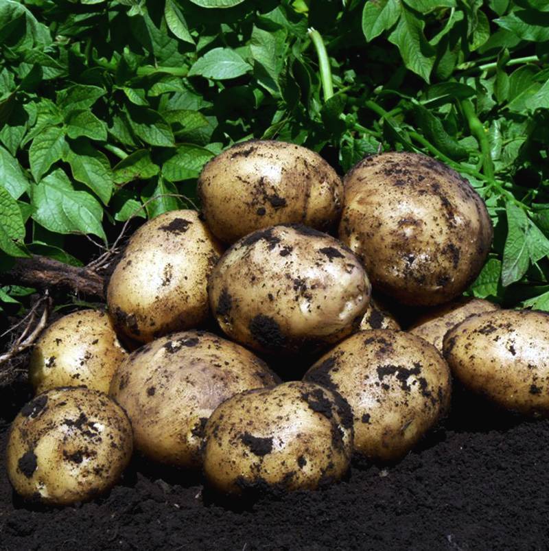 Сорт картофеля гала: характеристика, отзывы. характеристика картофеля гала: сроки созревания, вкусовые качества