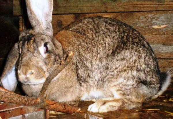 Кролики породы ризен — стандарт породы и особенности содержания