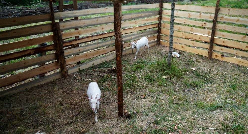Как построить козлятник своими руками все о постройке и обустройстве помещения для коз