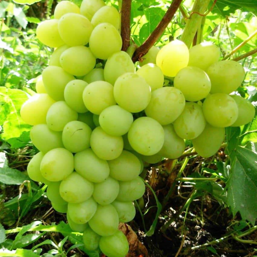 Виноград аркадия: описание сорта фото, выращивание