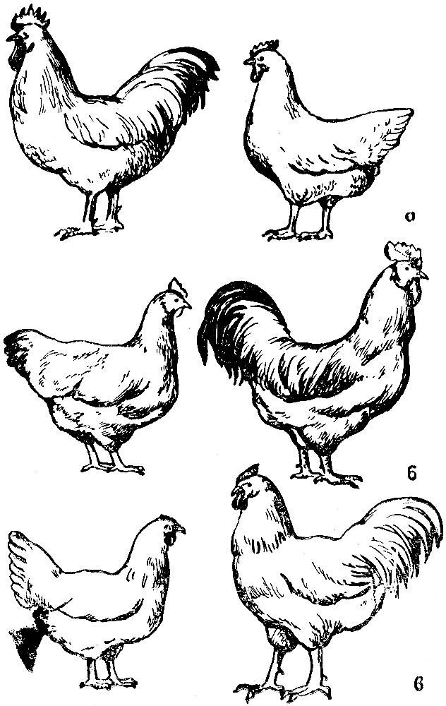 От чего зависит яйценоскость у кур и как ее повысить в домашних условиях