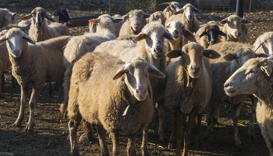 Эдильбаевская порода овец: характеристика и значение для овцеводства, преимущества разведения, продуктивность
