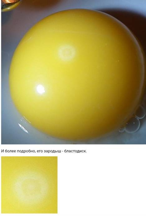 Овоскопирование куриных яиц: что это, как проводят его во время инкубации (фото по дням)? selo.guru — интернет портал о сельском хозяйстве