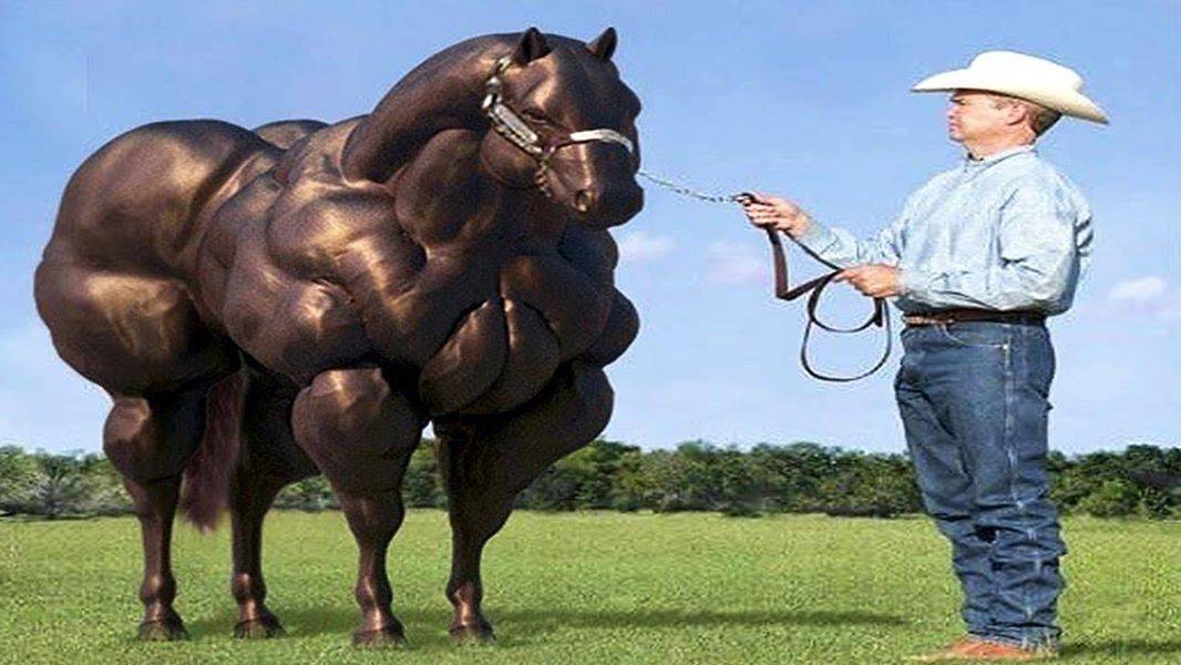 Самые большие лошади в мире: фото, высокие и крупные породы