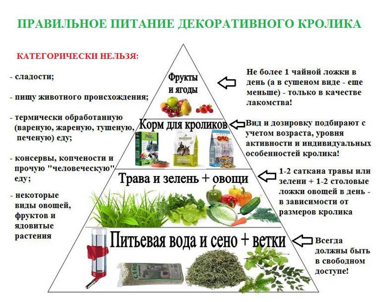 Как выкормить крольчат без крольчихи, сколько раз кормить и каким молоком - kotiko.ru