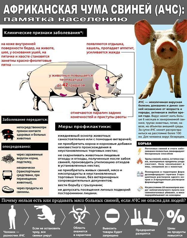 Симптомы и меры профилактики африканской чумы свиней (АЧС)