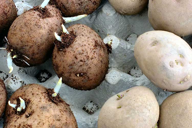 Способы, схемы и правила посадки картофеля в открытый грунт
