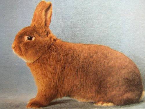 Кролики породы новозеландская красная - фотографии и описание новозеландского кролика