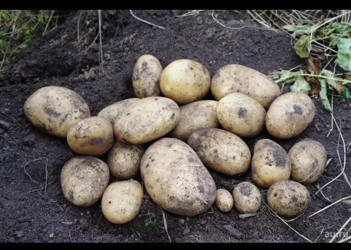 Картофель "удача": описание и характеристика сорта, фото, отзывы