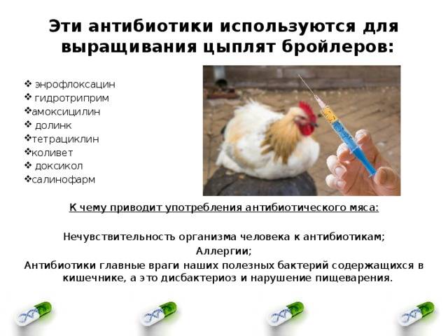 Схема пропаивания цыплятбройлеров антибиотиками и витаминами - агро эксперт
