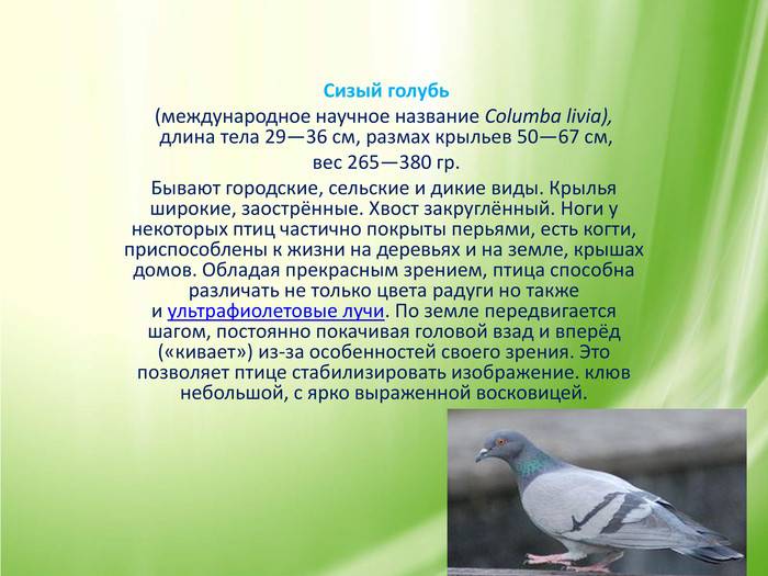 Описание внешнего вида, места распространения и питание сизых голубей