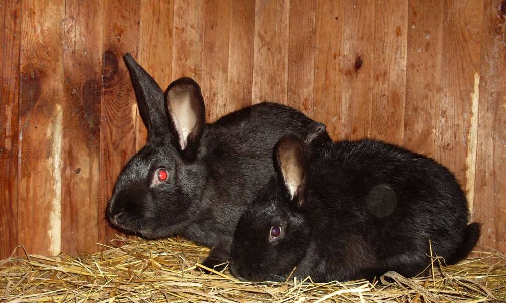 Черно бурый кролик — совокупность ценного мяса и меха