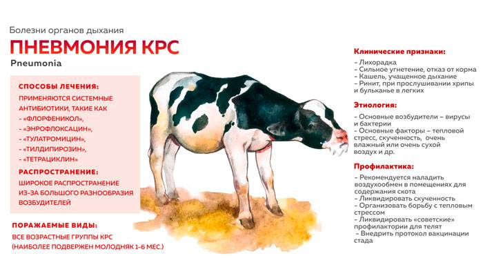 Лейкоз у коровы: можно ли пить молоко и есть мясо, передаётся ли человеку и чем опасно