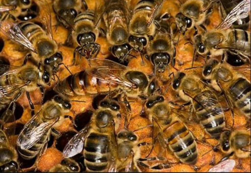 Пчелиная матка: роль в улье, жизненный цикл, процесс оплодотворения, поведенческие реакции