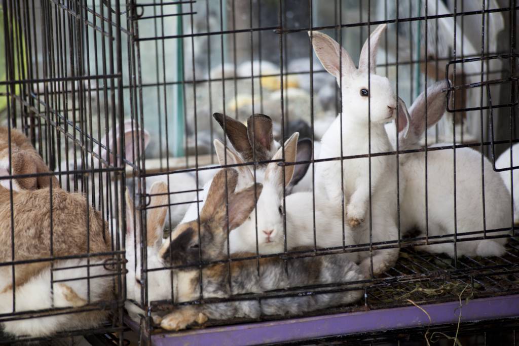 Разведение кроликов в домашних условиях для начинающих: основные принципы и советы