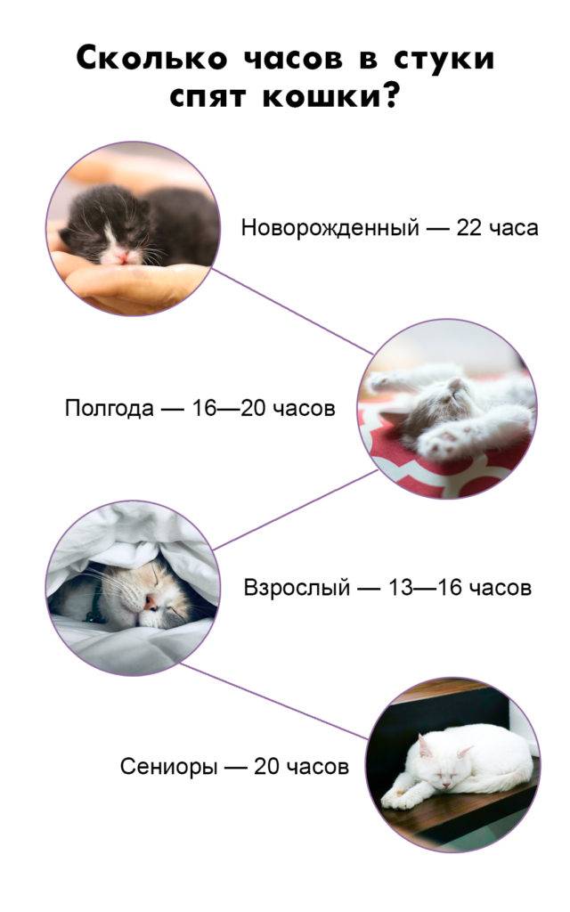 ᐉ как и сколько по времени спят кролики в сутки? - zooon.ru