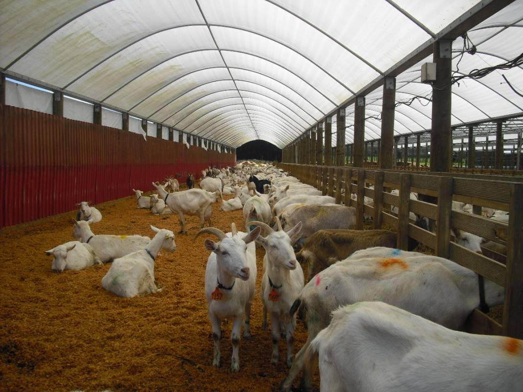 Выращивание и разведение коз в домашних условиях, содержание и уход