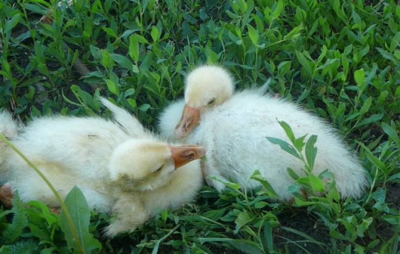 Почему гусята выщипывают пух друг у друга