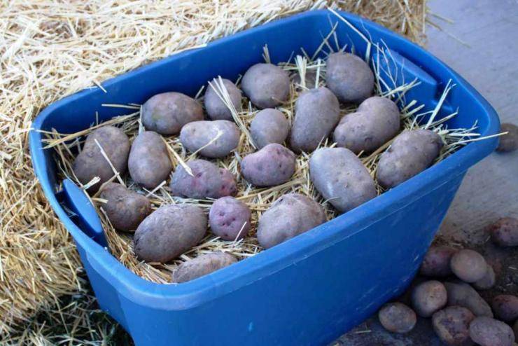 Хранение картофеля: срок, температура, условия, способы