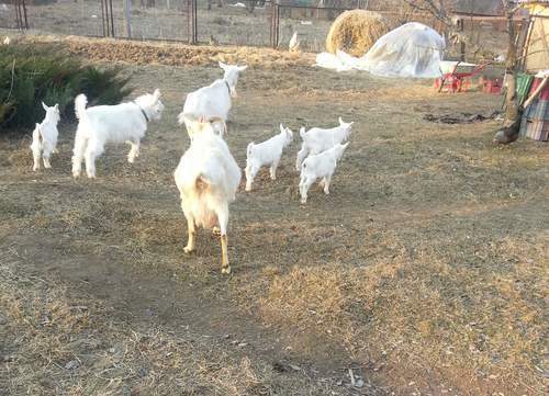 Зааненские козы: фото, описание и характеристика породы :: syl.ru
