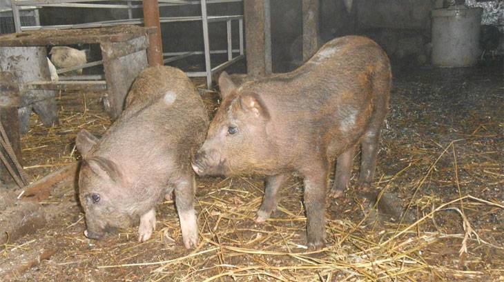 ᐉ порода свиней кармалы: характеристика - zooon.ru