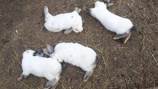 От чего могут умереть кролики: основные причины смерти животных