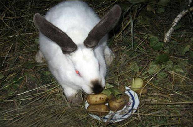 Можно ли кроликам давать сырой картофель, вареный, очистки и ботву