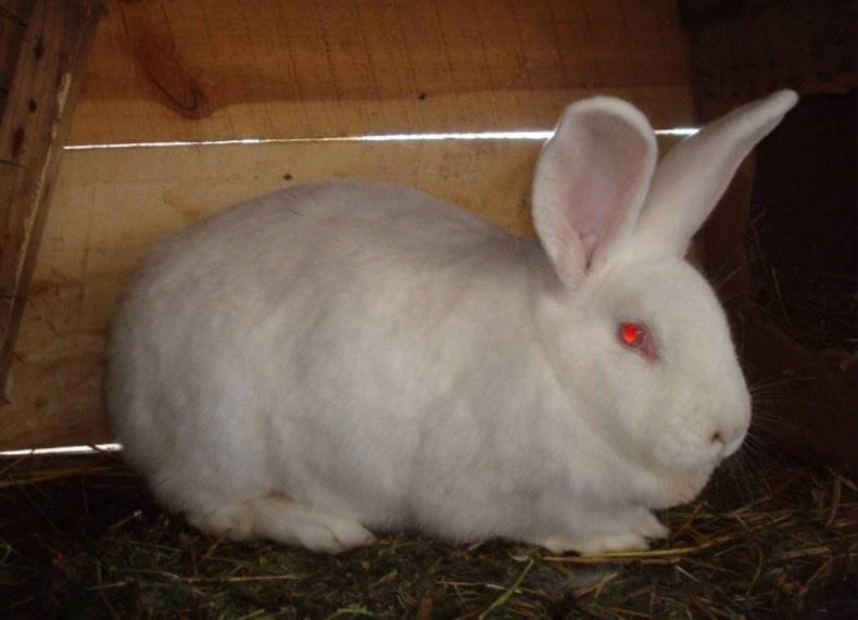 Кролик белый паннон: где купить, характеристика породы