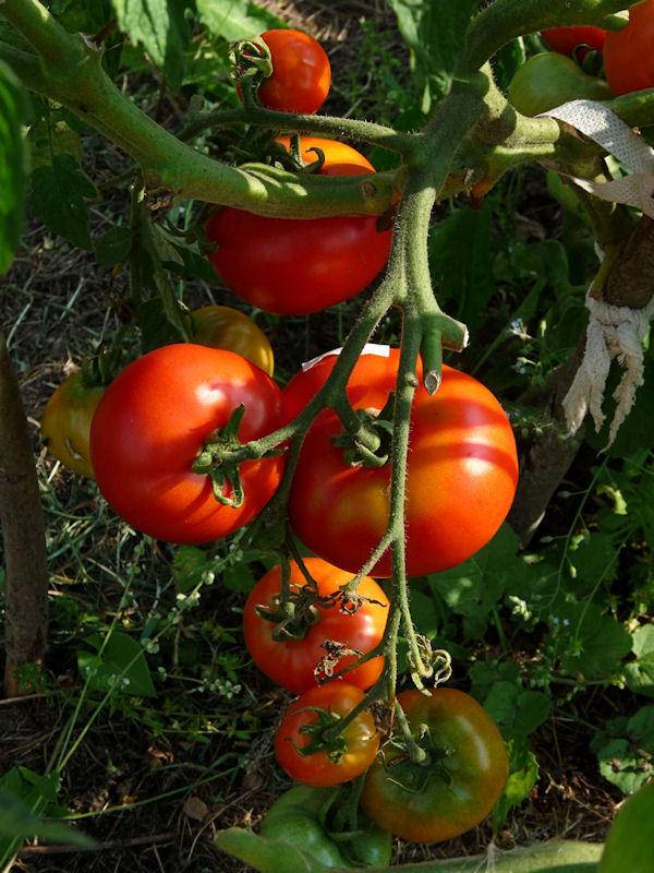 Сорт с массой положительных качеств — томат лабрадор: описание помидоров и их характеристики