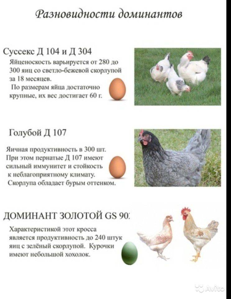 Доминант голубой д 107: описание породы кур, какого цвета яйца (фото)