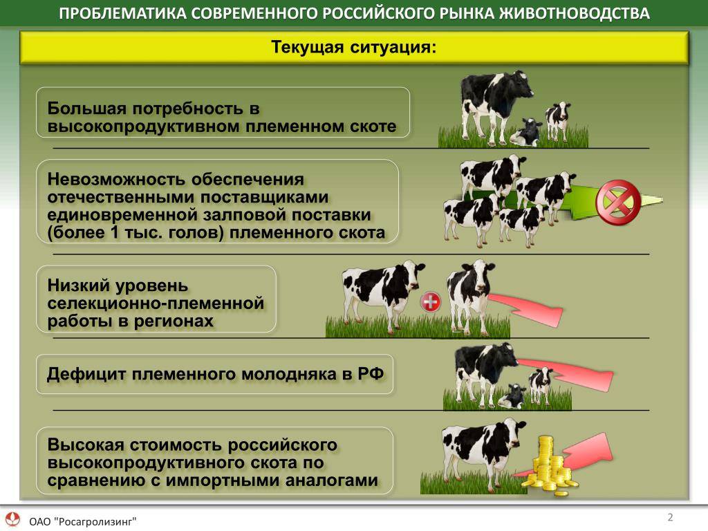 Современное разведение коров в россии - новые технологии животноводства | cельхозпортал
