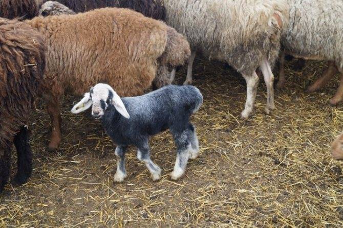 Курдючные овцы — разведение и советы по содержанию
