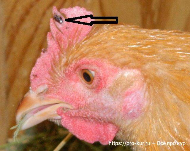 Как выглядят пухопероеды у кур и как быстро избавится от них в домашних условиях