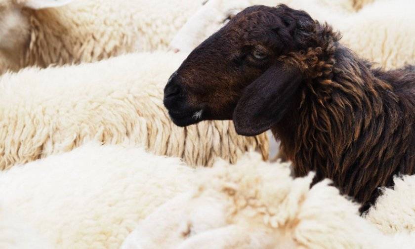 Порода тонкорунных овец и ее разведение