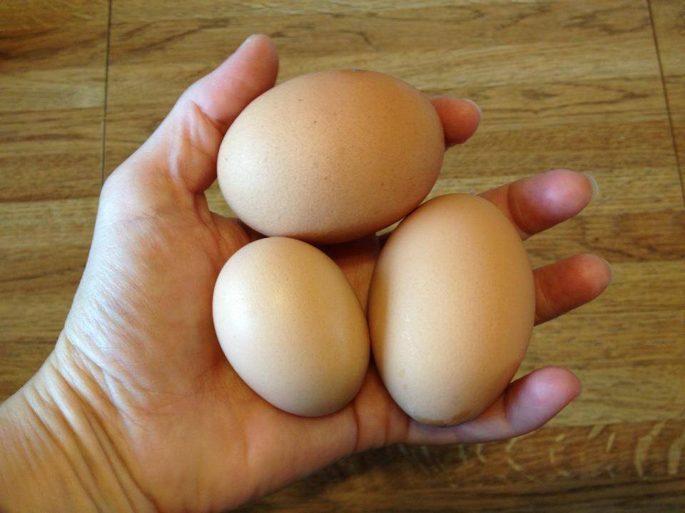 Какие породы кур несут самые крупные яйца?