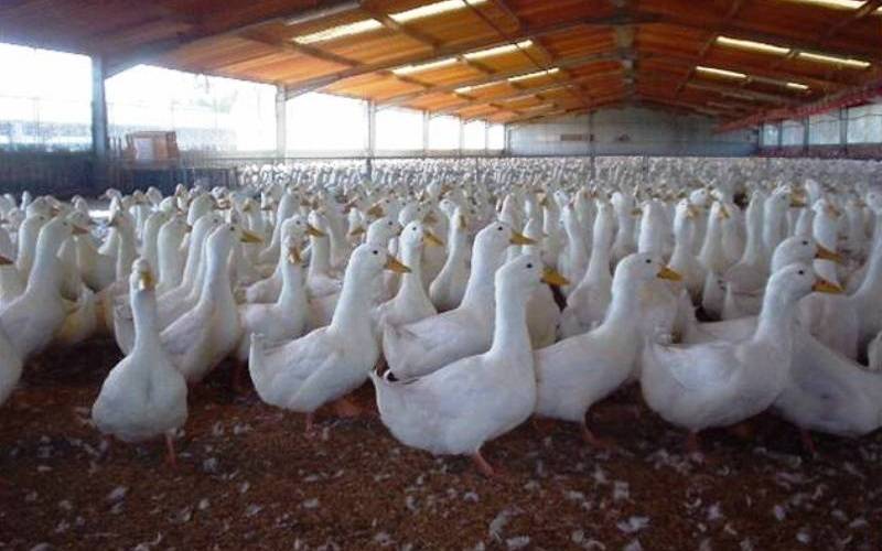 Откорм кур и гусей, производство яиц