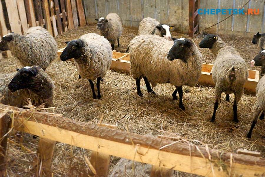Романовская порода овец: плюсы и минусы - наши лапки
